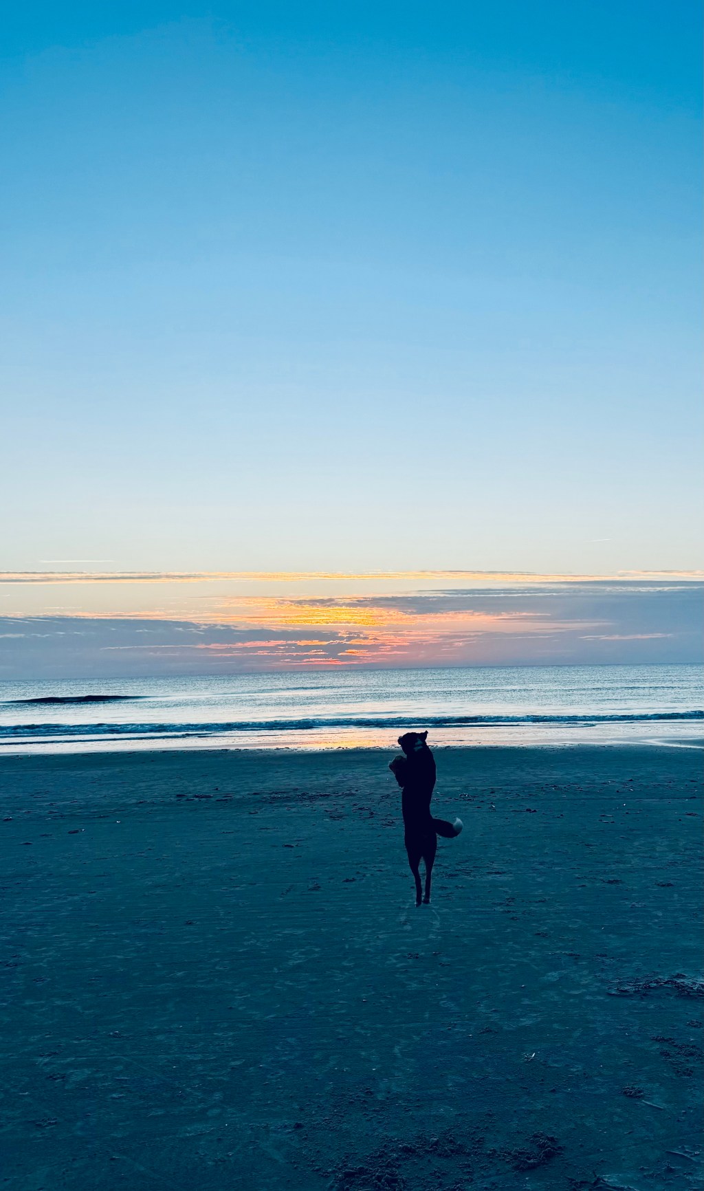 Springender Hund in Vejers